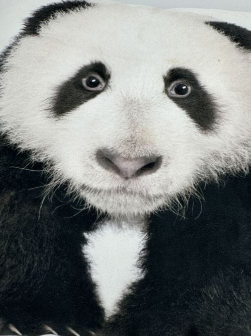Coussin Panda sur Fond Blanc