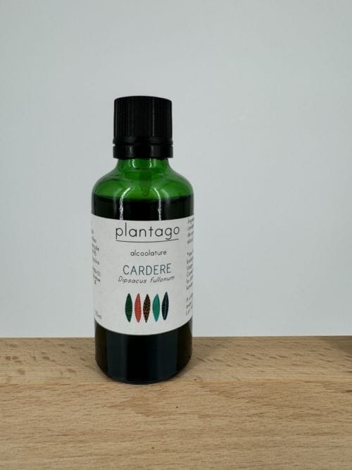 Cardère - Alcoolature