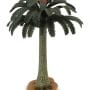 Arbre - Cycad Tree - Collecta