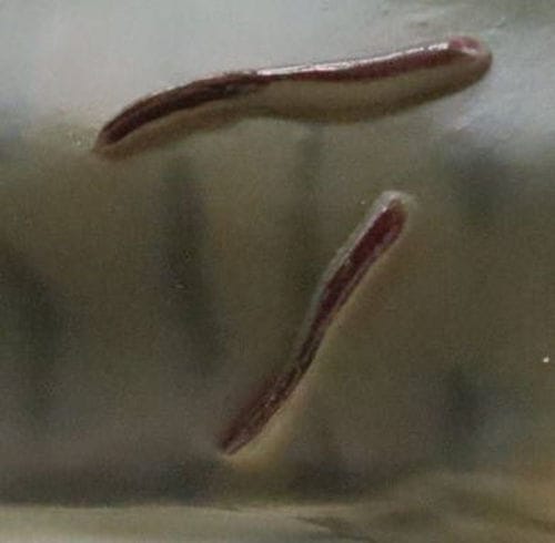 Pliosaure Deluxe - Collecta